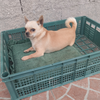 Chihuahua mini Toy x accoppiamento