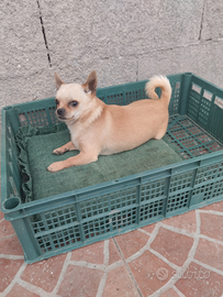 Chihuahua mini Toy x accoppiamento