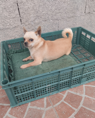 Chihuahua mini Toy x accoppiamento