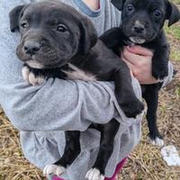 Incrocio tra pitbull e meticcia