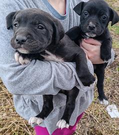 Incrocio tra pitbull e meticcia