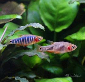 Acquario Pesci - Danio microrasbora erythromicron