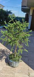 piante in vaso tipo bonsai 