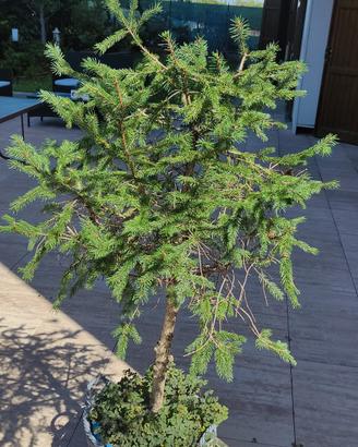 piante in vaso tipo bonsai 