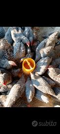 GALLINE/CAPPONI 