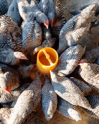 GALLINE/CAPPONI 
