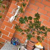 Alberello di Bonsai alto 1 metro