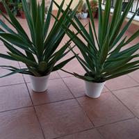 Piante "Tronchetti della felicità"