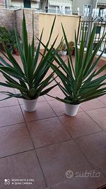 Piante "Tronchetti della felicità"