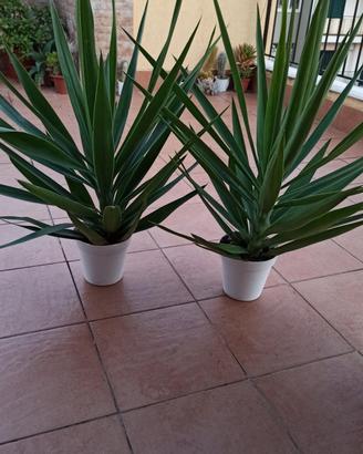 Piante "Tronchetti della felicità"