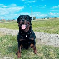 Rottweiler monta