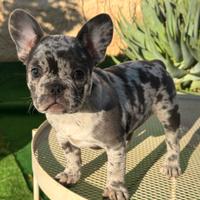 Cucciola bulldog francese merle 3 mesi