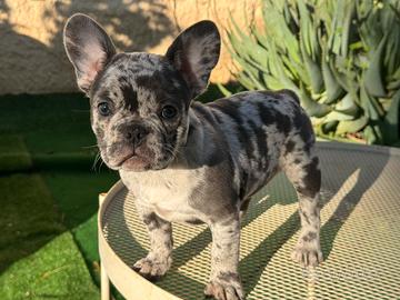 Cucciola bulldog francese merle 3 mesi