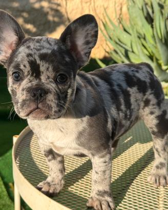 Cucciola bulldog francese merle 3 mesi