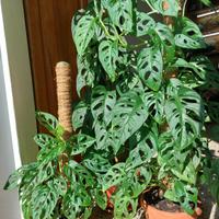 Piante da interno Monstera adansonii