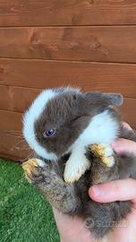 Coniglietto ariete mini lop nano Split  chocolat 
