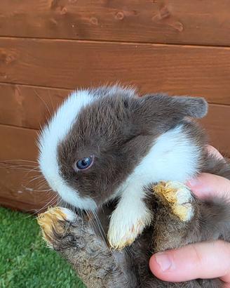 Coniglietto ariete mini lop nano Split  chocolat 