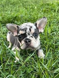 Merle Bulldog Francese Exotic