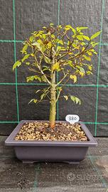 Bonsai di Olmo Siberiano Ulmus Pumila 380