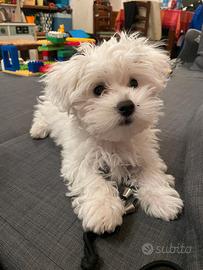 Maltese cuccioli