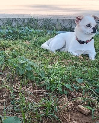 Chihuahua da monta