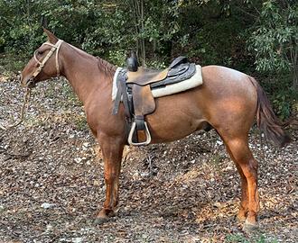 Cavallo criollo