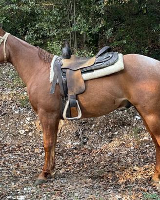 Cavallo criollo