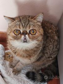 Gattina Esotica 