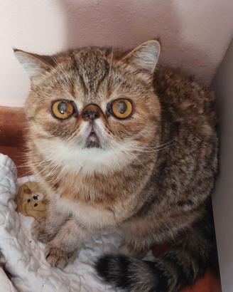 Gattina Esotica 