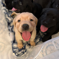 Cucciolata Labrador retriver