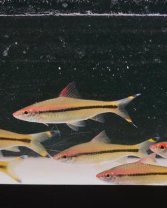 Barbus Denisoni 9cm
