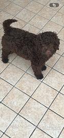 Lagotto Romagnolo