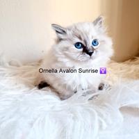 Cuccioli di gatto siberiano