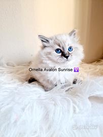 Cuccioli di gatto siberiano