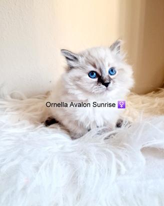Cuccioli di gatto siberiano