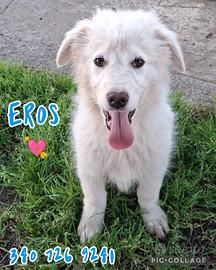 Eros cucciolo taglia grande