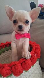 Chihuahua Femminuccia Pedigree enci