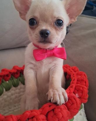 Chihuahua Femminuccia Pedigree enci