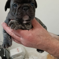 Cucciolo di bulldog francese maschio