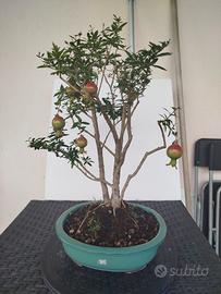 bonsai 