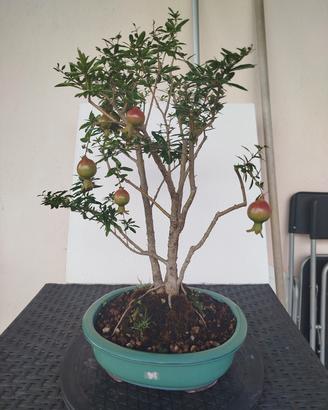 bonsai 
