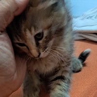 Gattina tigrata tricolore