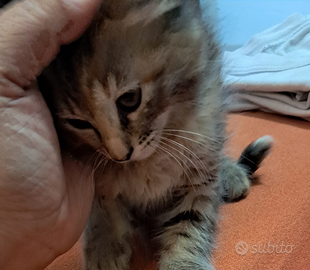 Gattina tigrata tricolore