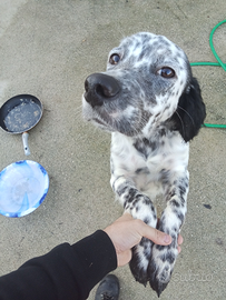 Cucciolo Setter Inglese