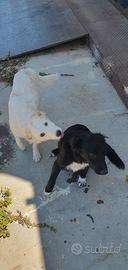 Cuccioli border collie