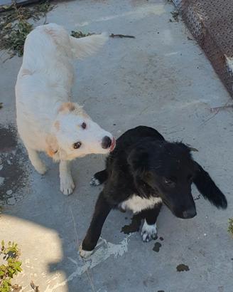Cuccioli border collie