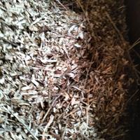 cippato per pacciamatura 