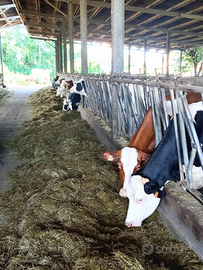 Azienda agricola bovini da latte terreno agricolo