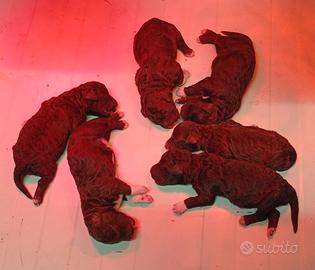 Cuccioli di Lagotto con Pedigree