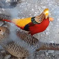 Coppia novelli fagiano dorato rosso 2025